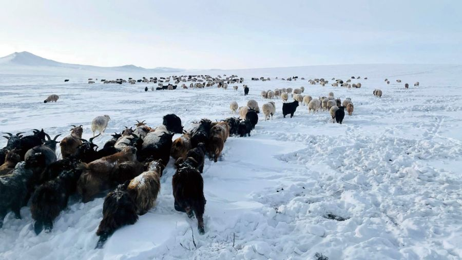 Зудын урьдчилсан төлөв гарчээ